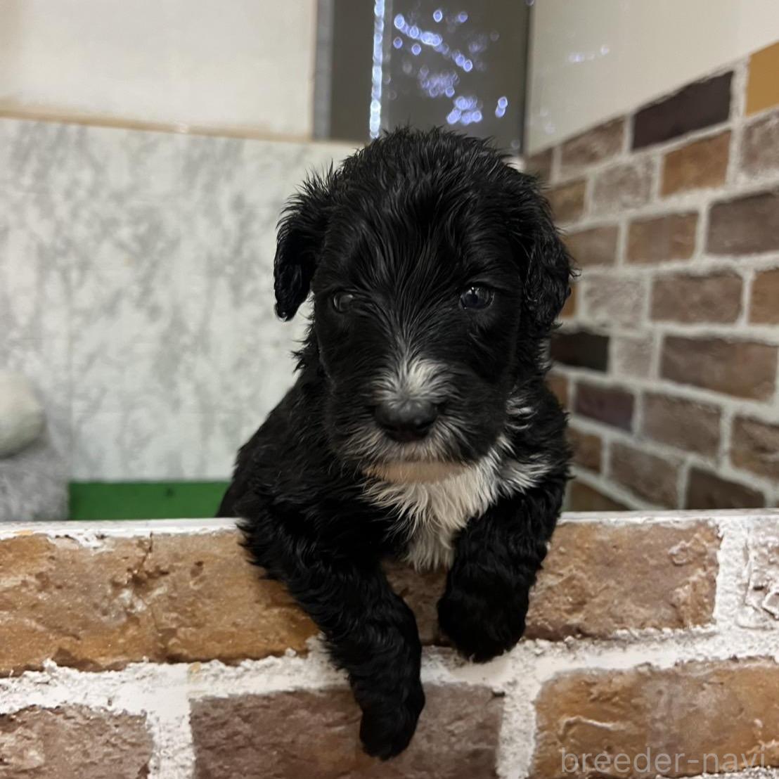 販売中の愛知県のミックス犬-388233の1枚目