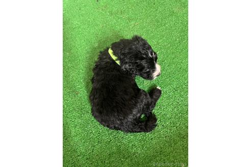 販売中の愛知県のミックス犬-388234の7枚目
