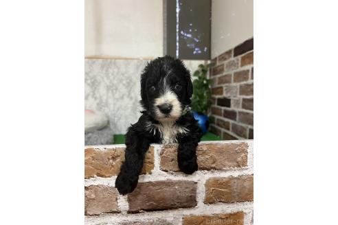 販売中の愛知県のミックス犬-388234の6枚目