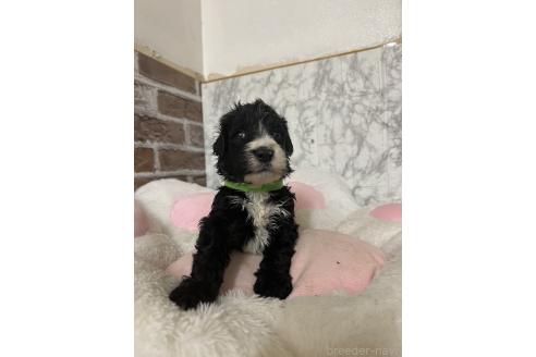 販売中の愛知県のミックス犬-388234の5枚目
