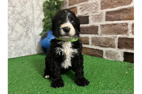 販売中の愛知県のミックス犬-388234の4枚目