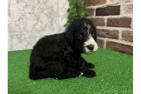 販売中の愛知県のミックス犬-388234の3枚目