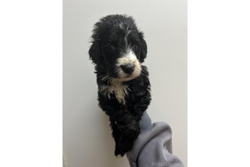販売中の愛知県のミックス犬-388234の2枚目