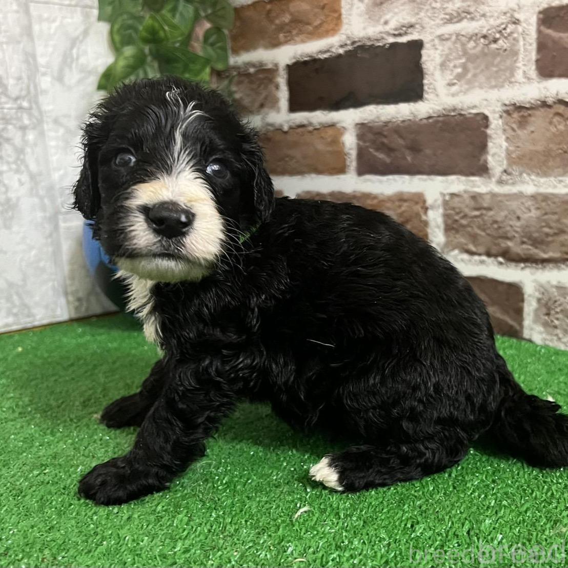 販売中の愛知県のミックス犬-388234の1枚目