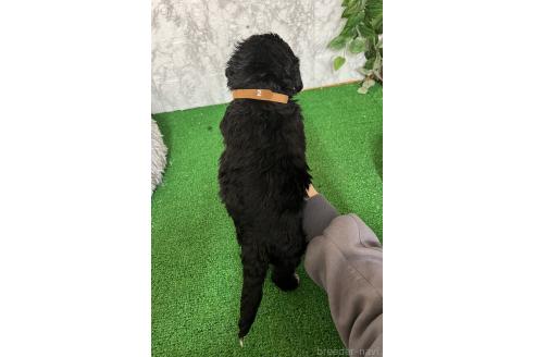 販売中の愛知県のミックス犬-388235の8枚目