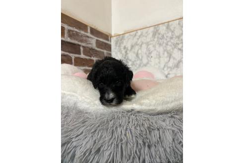 販売中の愛知県のミックス犬-388235の6枚目