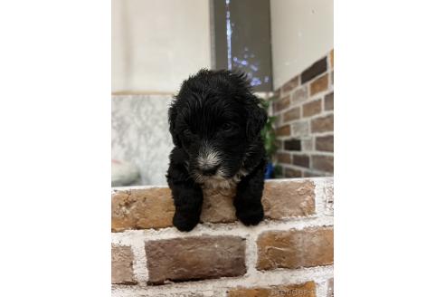 販売中の愛知県のミックス犬-388235の5枚目