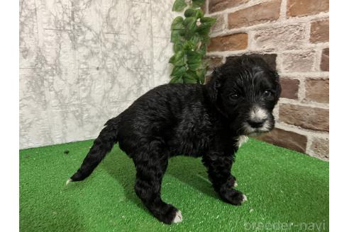販売中の愛知県のミックス犬-388235の4枚目