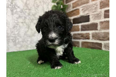販売中の愛知県のミックス犬-388235の3枚目