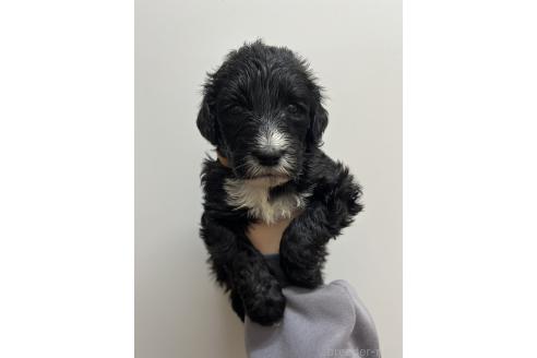 販売中の愛知県のミックス犬-388235の2枚目