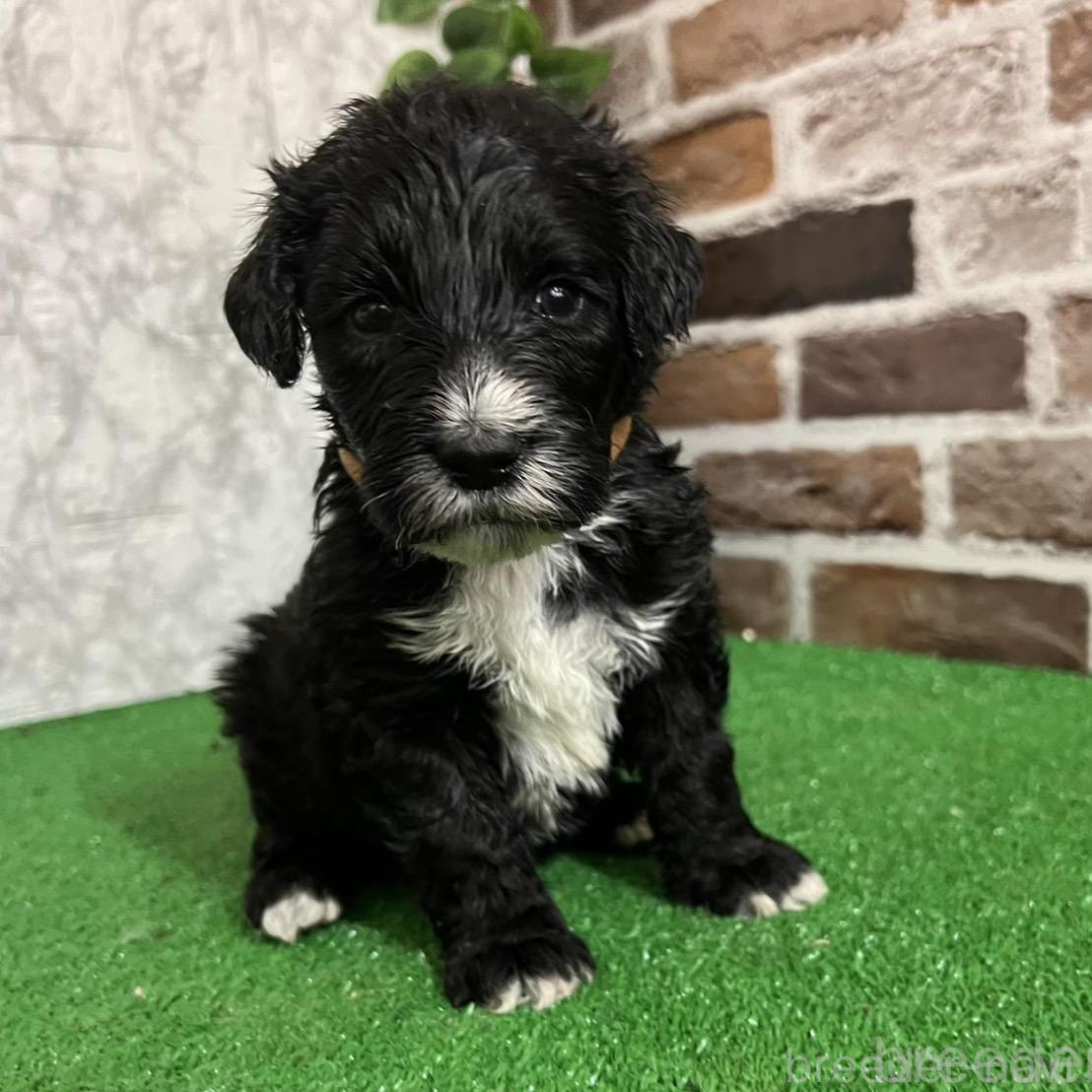 販売中の愛知県のミックス犬-388235の1枚目
