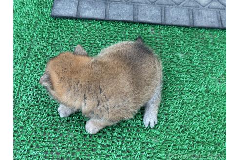 販売中の岡山県の柴犬-388237の5枚目