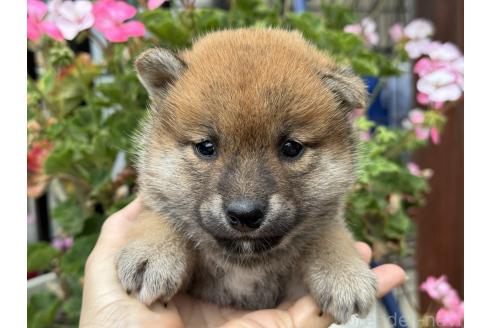 販売中の岡山県の柴犬-388237の4枚目