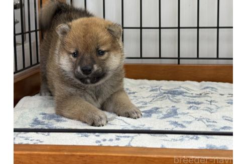 販売中の岡山県の柴犬-388237の3枚目