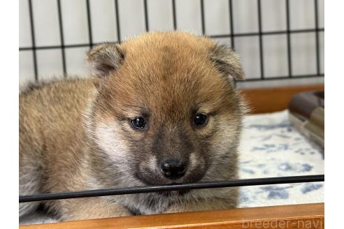 販売中の岡山県の柴犬-388237の2枚目