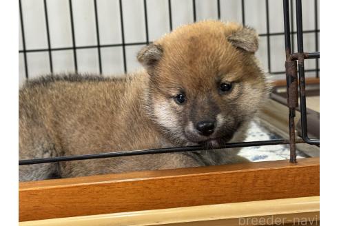 販売中の岡山県の柴犬-388237の1枚目