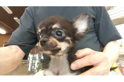販売中の愛知県のチワワ(ロングコート)-371561の2枚目