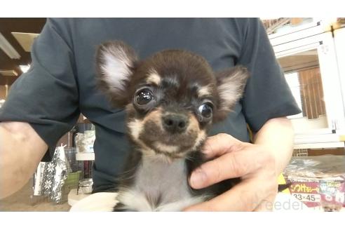 販売中の愛知県のチワワ(ロングコート)-371561