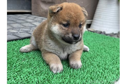 販売中の岡山県の柴犬-388240の5枚目
