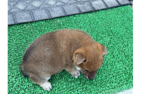 販売中の岡山県の柴犬-388240の4枚目