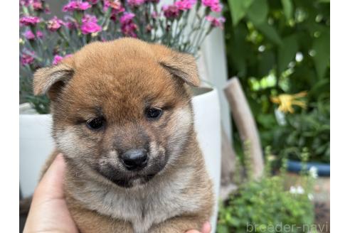 販売中の岡山県の柴犬-388240