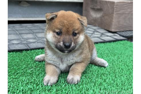 販売中の岡山県の柴犬-388240の2枚目