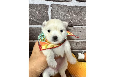 販売中の茨城県のポメマル:ポメラニアン×マルチーズ-386756