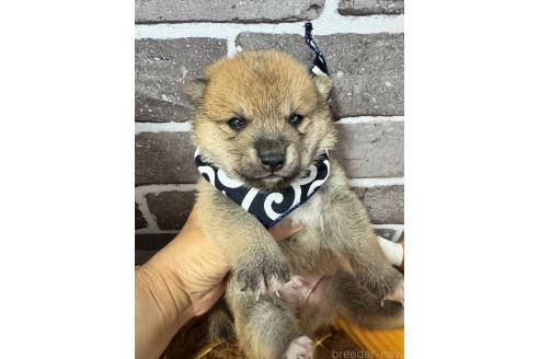 販売中の茨城県の豆柴-388245の1枚目