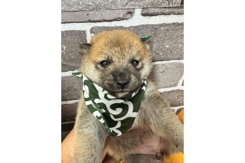 販売中の茨城県の豆柴-388246の1枚目