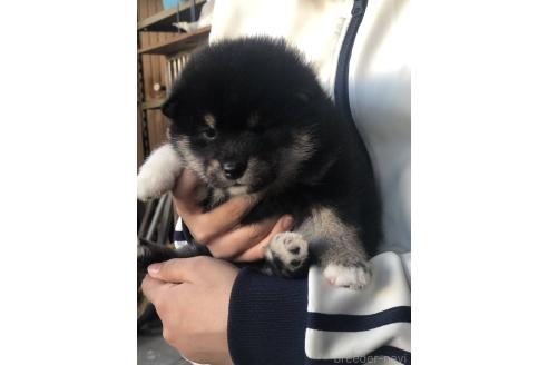 販売中の三重県の柴犬-388247