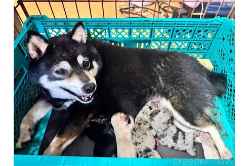 販売中の茨城県のミックス犬-388250の1枚目