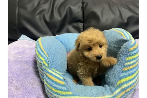 販売中の栃木県のミックス犬-388249の4枚目
