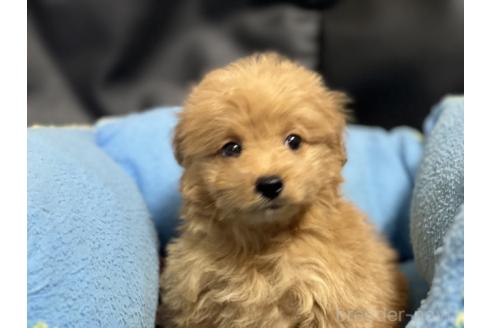 販売中の栃木県のミックス犬-388249の3枚目