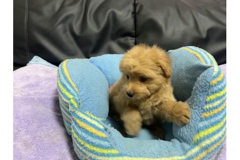 販売中の栃木県のミックス犬-388249の2枚目