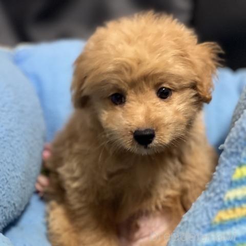 販売中の栃木県のミックス犬-388249の1枚目