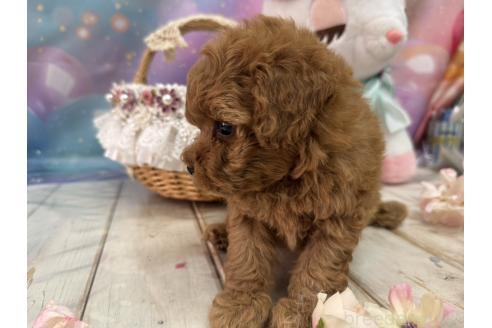 販売中の広島県のタイニープードル-385413の5枚目