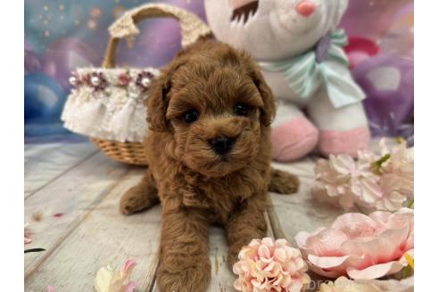 販売中の広島県のタイニープードル-385413の4枚目