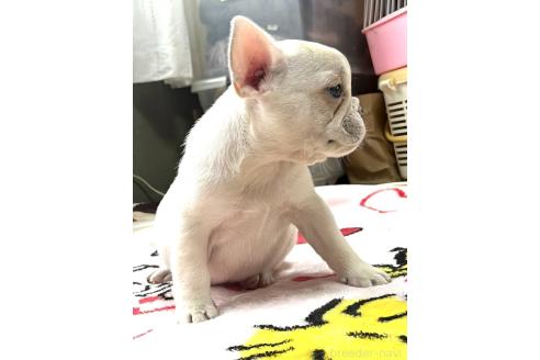 販売中の愛媛県のフレンチブルドッグ-385433の37枚目