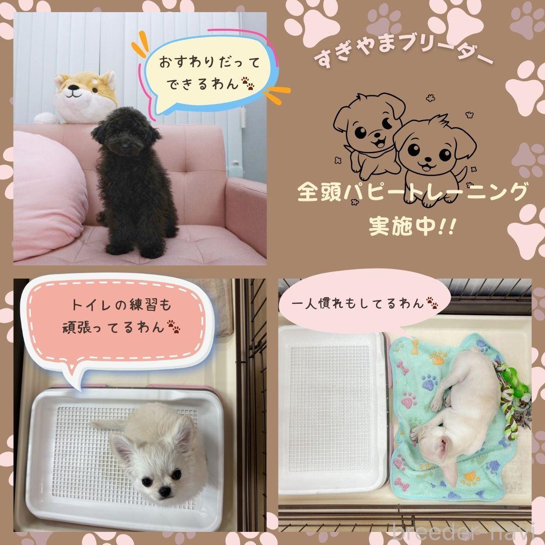 販売中の神奈川県のシーズー-387643の3枚目