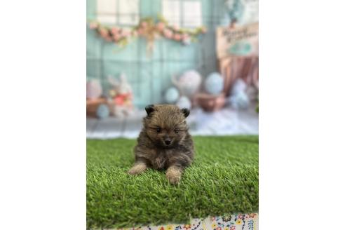 販売中の北海道のポメラニアン-386784
