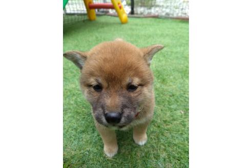 販売中の三重県の柴犬-386148