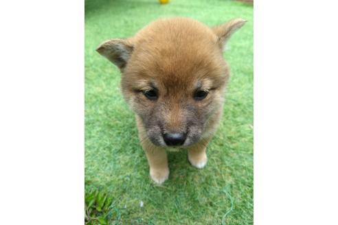 販売中の三重県の柴犬-386148の4枚目