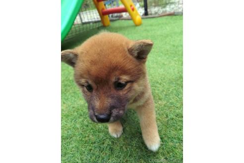 販売中の三重県の柴犬-386148の5枚目