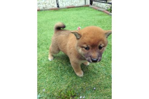 販売中の三重県の柴犬-386148の3枚目