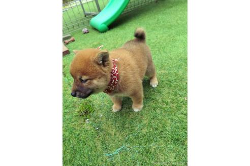 販売中の三重県の柴犬-386148の2枚目