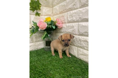 商談中の岡山県のミックス犬-387718の13枚目
