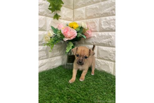 商談中の岡山県のミックス犬-387718の12枚目