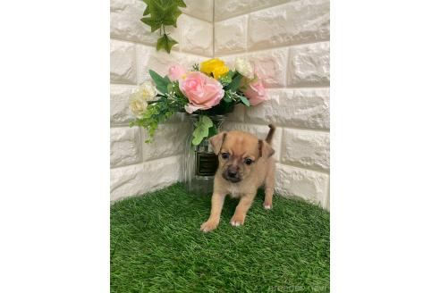 商談中の岡山県のミックス犬-387718の11枚目