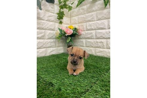 商談中の岡山県のミックス犬-387718の10枚目