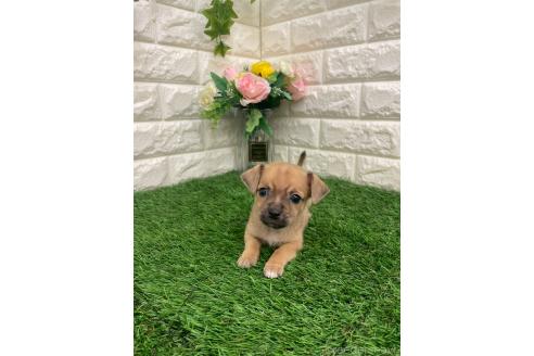 商談中の岡山県のミックス犬-387718の6枚目